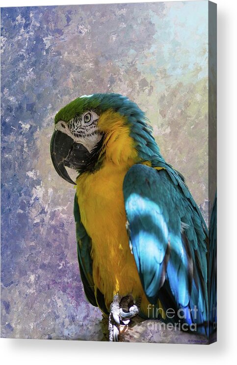 Blue And Yellow Macaw Acrylic Print featuring the photograph Blue and yellow Macaw by Eva Lechner