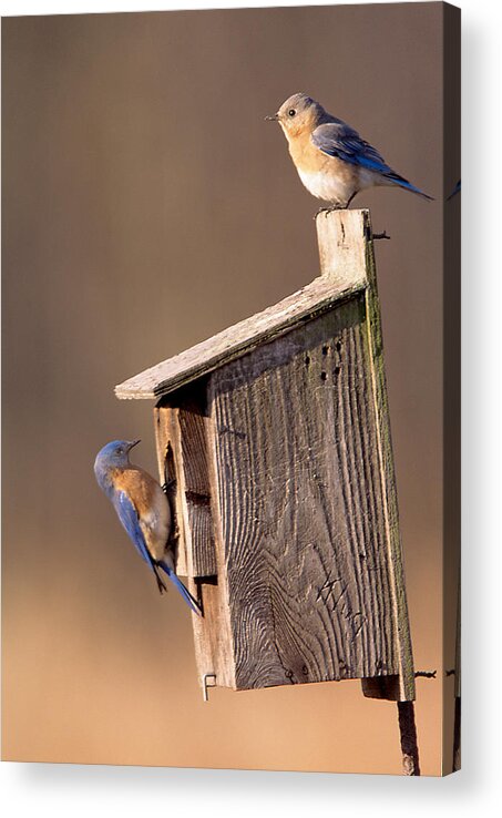 Bird Acrylic Print featuring the photograph Blue Bird Couple by John Harmon