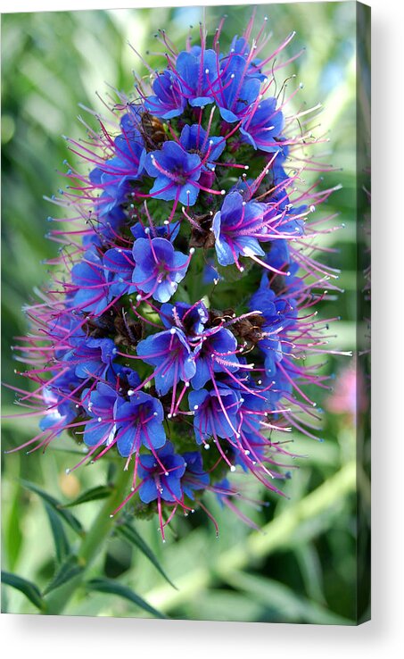 Flower Acrylic Print featuring the photograph Blue Flowers by Amy Fose