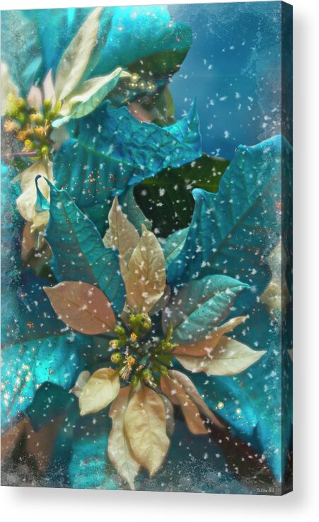 Winter Acrylic Print featuring the photograph Blue Poinsettia by Teresa Wilson