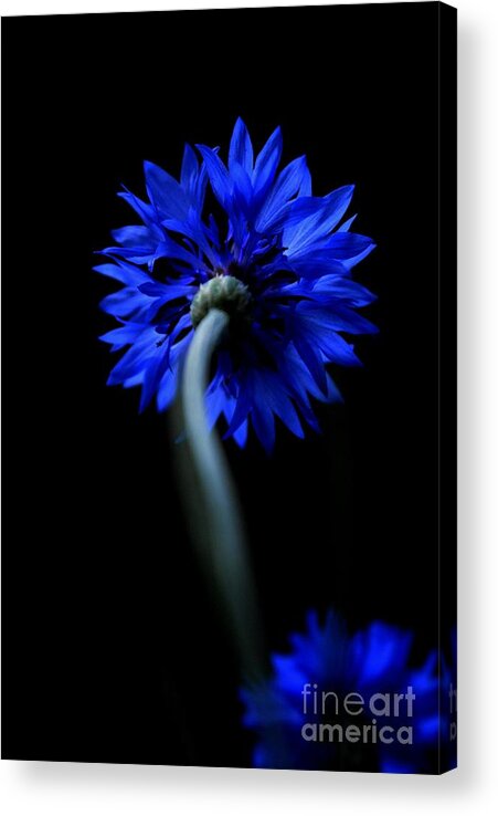 Flower Acrylic Print featuring the photograph Boldly Moving Forward by Dani McEvoy