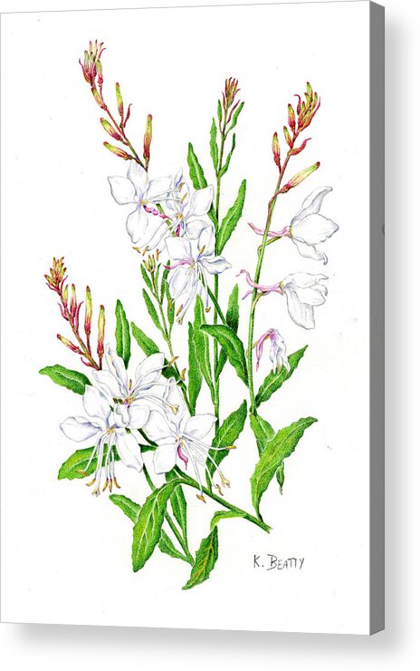 Botanical Acrylic Print featuring the painting Botanical Illustration Floral Painting by Karla Beatty