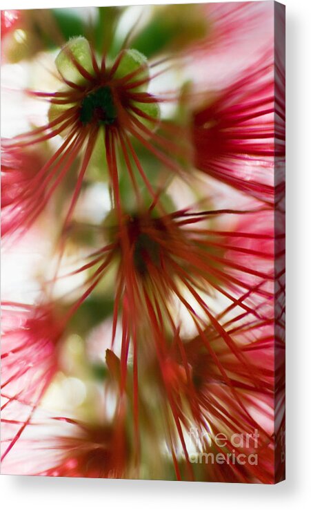 Abstract Acrylic Print featuring the photograph Bottlebrush Abstract by Ray Laskowitz - Printscapes