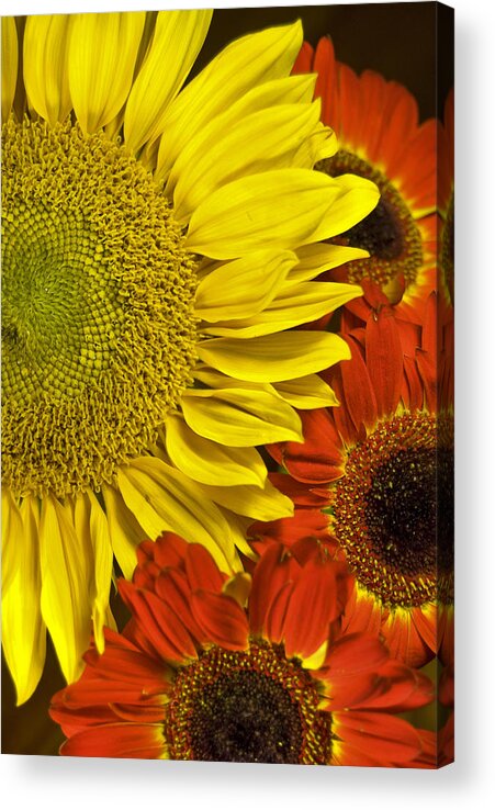 Sunflower Acrylic Print featuring the photograph Brilliant Autumn by Elsa Santoro