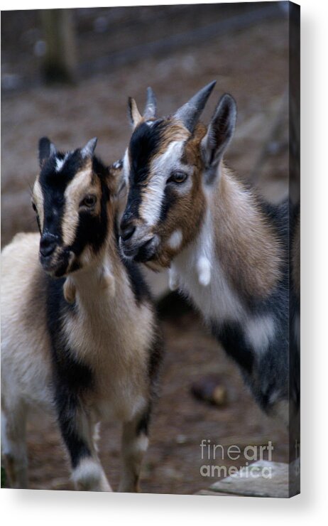 Goat Acrylic Print featuring the photograph Brothers by Linda Shafer