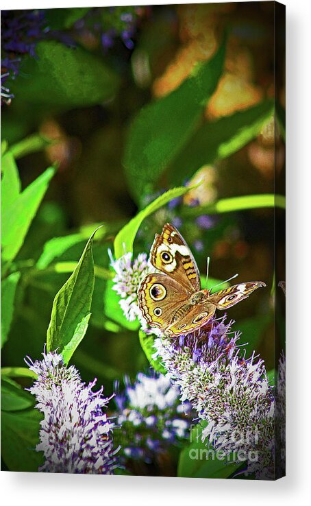 Nature Acrylic Print featuring the photograph Buckeye Butterfly on the Move 1 by Don Baker