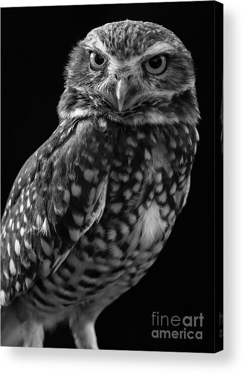 Burrowing Owl Acrylic Print featuring the photograph Burrowing Owl by Chris Scroggins