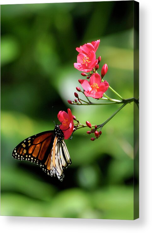Hawaii Acrylic Print featuring the photograph Butterfly and blossom by Dan McManus