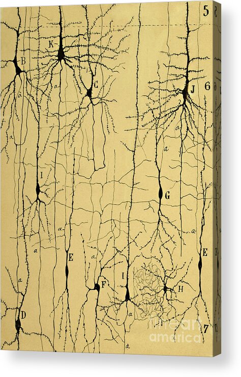Science Acrylic Print featuring the photograph Cajal Drawing of Microscopic Structure of the Brain 1904 by Science Source