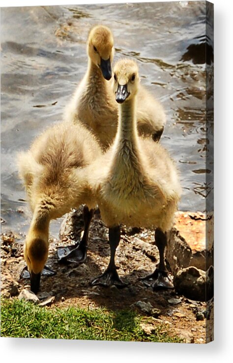 Canada Geese Acrylic Print featuring the photograph Canada Goslings by Kathleen Stephens