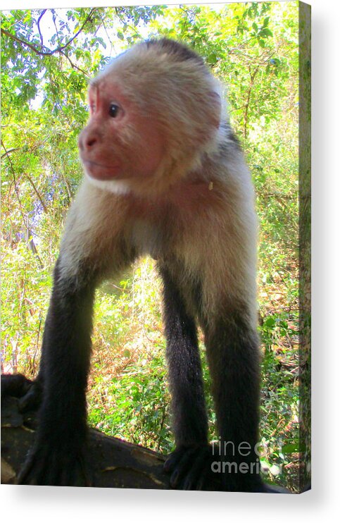 Capuchin Monkey Acrylic Print featuring the photograph Capuchin Monkey 2 by Randall Weidner