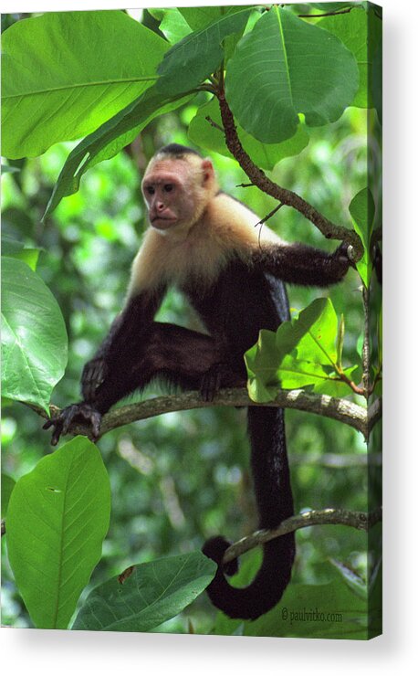  Acrylic Print featuring the photograph Capuchin Present.... by Paul Vitko