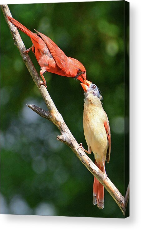 Cardinal Acrylic Print featuring the photograph Cardinal Feeding the Youngster by Ted Keller