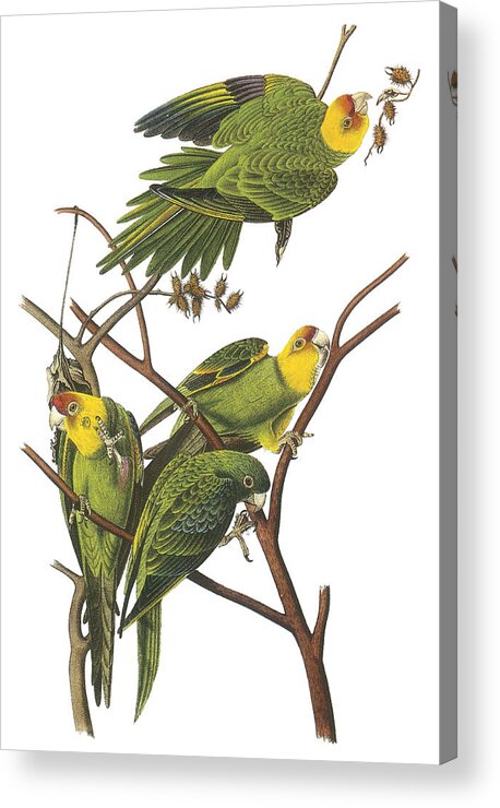 John James Audubon Acrylic Print featuring the painting Carolina Parakeet by John James Audubon