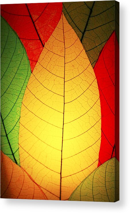 Celebrate Acrylic Print featuring the photograph Celebrate Fall by Marilyn Hunt