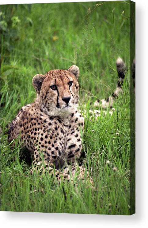 Wildlife Acrylic Print featuring the photograph Cheetah by Robert Suggs