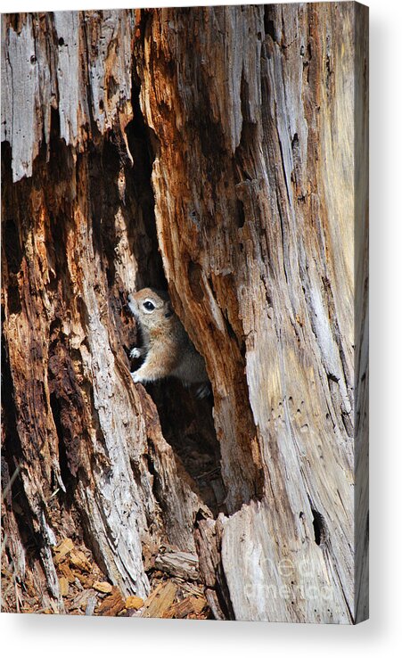 Squirrel Acrylic Print featuring the photograph Chipmunk - Eager Arizona by Donna Greene