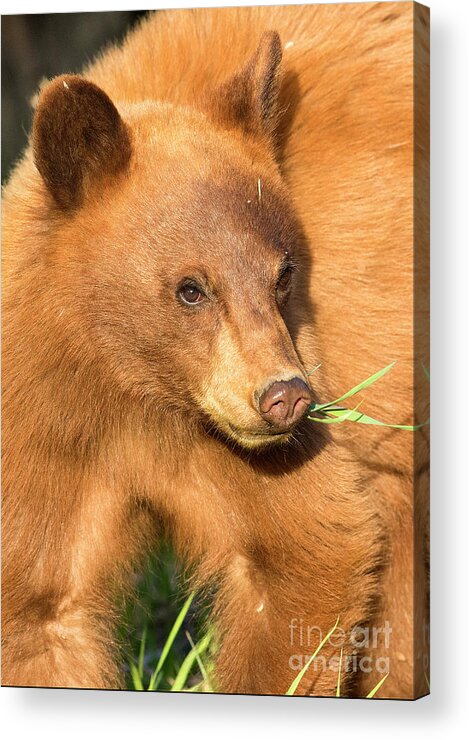 Black Bear Acrylic Print featuring the photograph Cinnamon by Aaron Whittemore