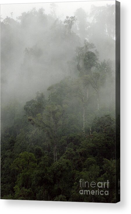 Rainforest Acrylic Print featuring the photograph Cloud Forest by Kathy McClure