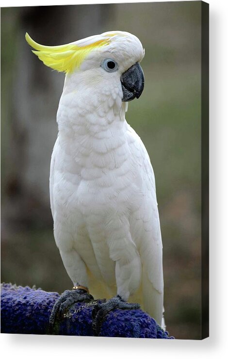 Cockatoo Acrylic Print featuring the photograph Cocky-too by DigiArt Diaries by Vicky B Fuller