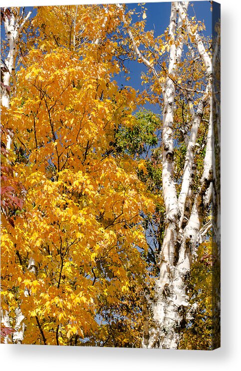 Birch Tree Acrylic Print featuring the photograph Color in the Trees by Tom Potter
