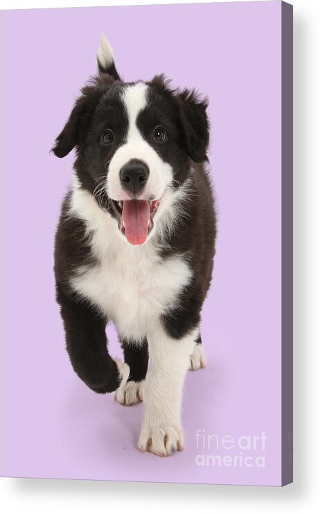 Border Collie Acrylic Print featuring the photograph Come on throw it for me by Warren Photographic