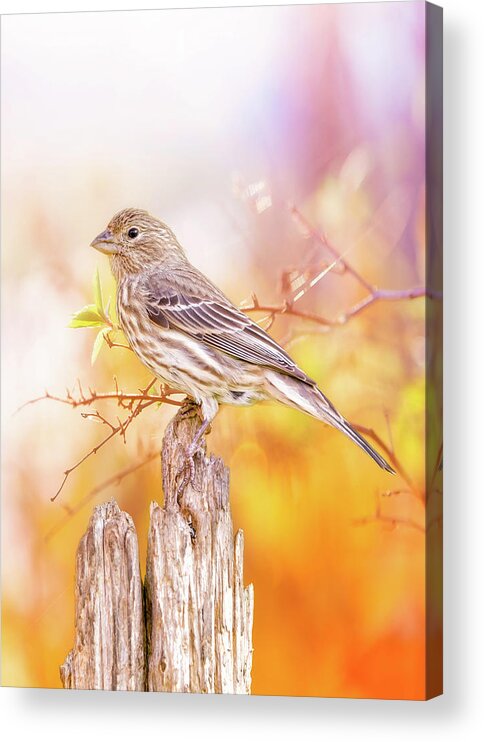 Finch Acrylic Print featuring the photograph Cool Autumn Finch by Bill and Linda Tiepelman