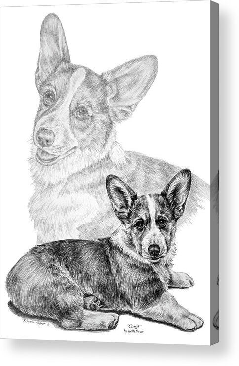 Corgi Acrylic Print featuring the drawing Corgi Dog Art Print by Kelli Swan
