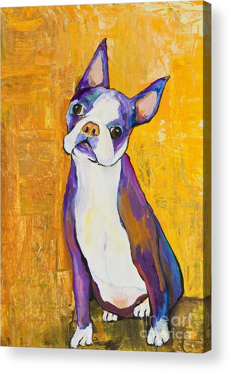 Boston Terrier Animals Acrylic Dog Portraits Pet Portraits Animal Portraits Pat Saunders-white Acrylic Print featuring the painting Cosmo by Pat Saunders-White