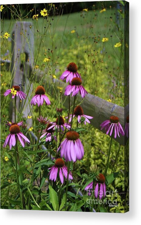 Echinacea Acrylic Print featuring the photograph Country Coneflowers by Dodie Ulery