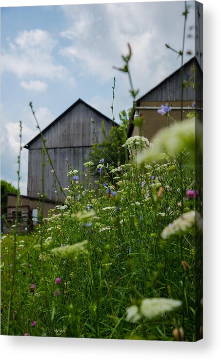 Farm Acrylic Print featuring the photograph Country Life by Holden The Moment