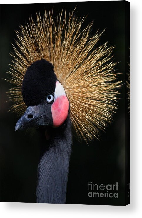 Crowned Crane Acrylic Print featuring the photograph Crowned Crane by Carol Groenen