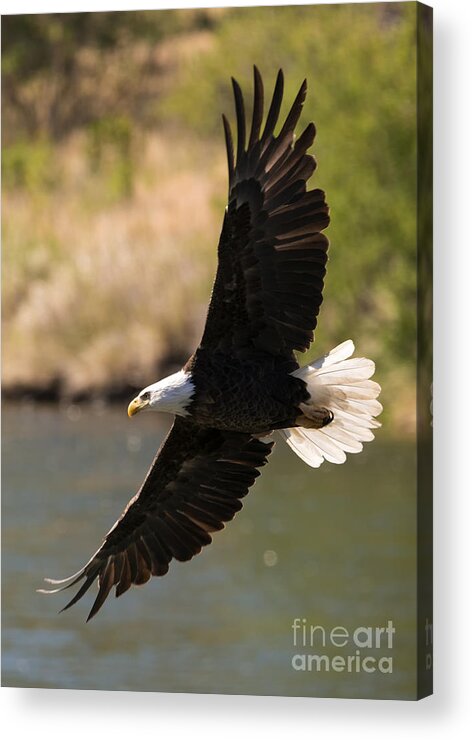 American Bald Eagle Acrylic Print featuring the photograph Cruising the River by Michael Dawson