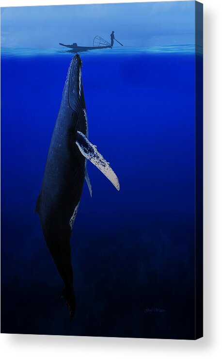 Whale Acrylic Print featuring the photograph Curiosity by Greg Waters