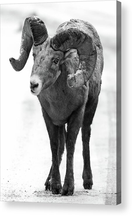 Wildlife Acrylic Print featuring the photograph Curious Bighorn by Jody Partin