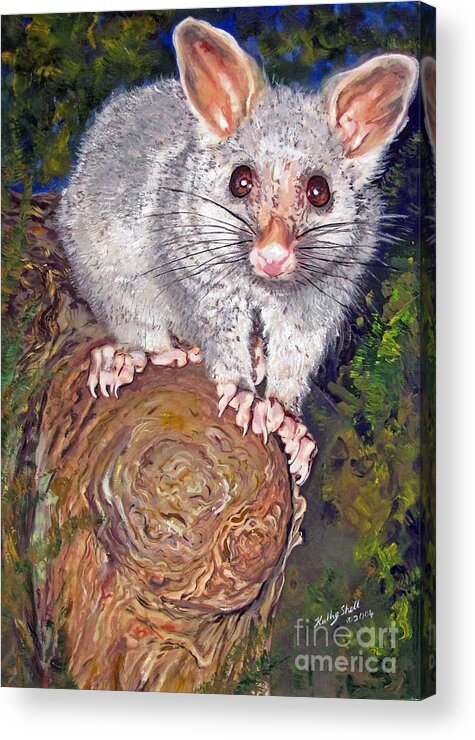 Gouache. Wildlife Acrylic Print featuring the painting Curious Possum by Ryn Shell