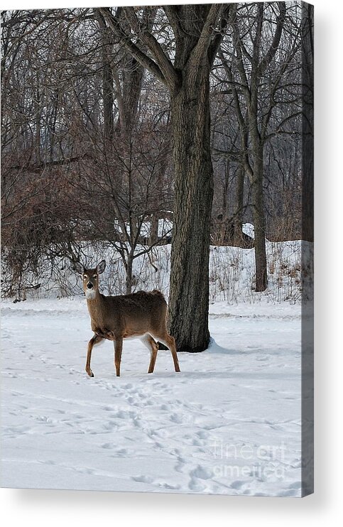 Deer Acrylic Print featuring the photograph Cutting Through by Pamela Baker