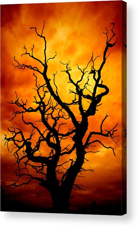 Atmosphere Acrylic Print featuring the photograph Dead Tree by Meirion Matthias