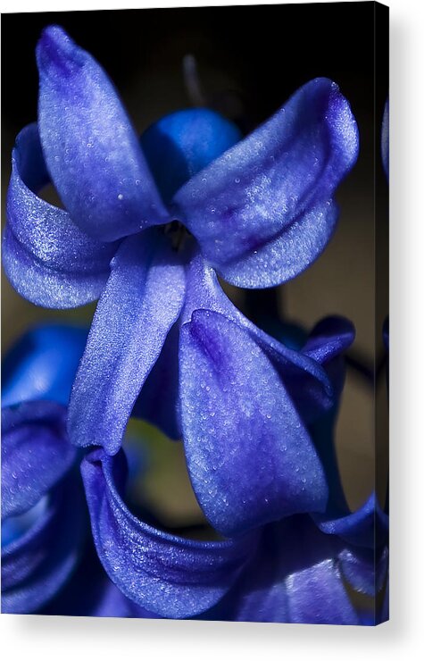 Blue Acrylic Print featuring the photograph Deep Blue Flower by Svetlana Sewell