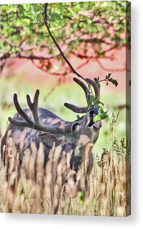 Deer Acrylic Print featuring the photograph Deer in the Orchard by Wesley Aston