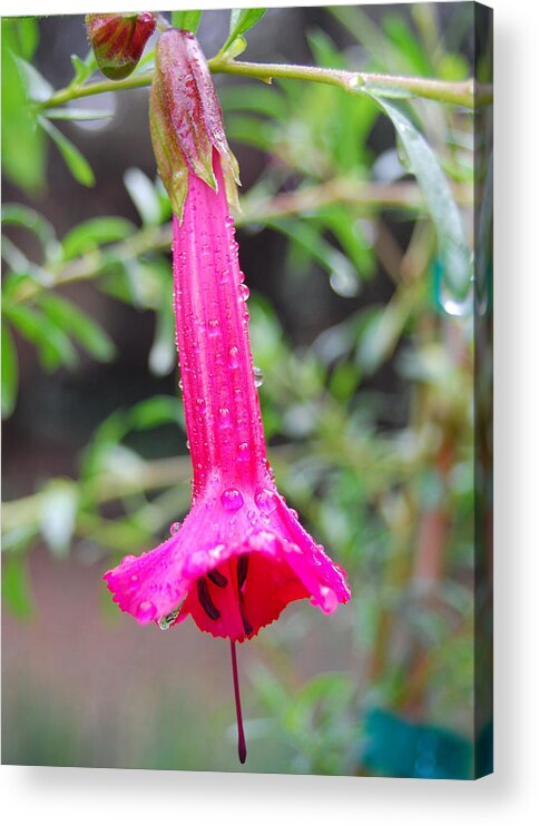 Flower Acrylic Print featuring the photograph Dewy Red Bloom by Amy Fose
