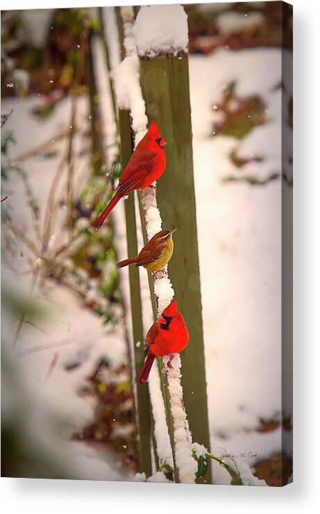 Did You See That Acrylic Print featuring the photograph Did You See That? by Bellesouth Studio