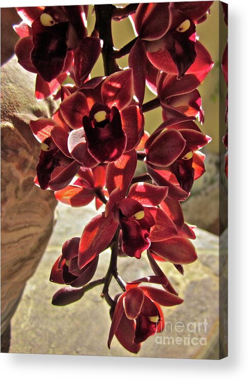 Orchid Acrylic Print featuring the photograph Donatelli by Gwyn Newcombe