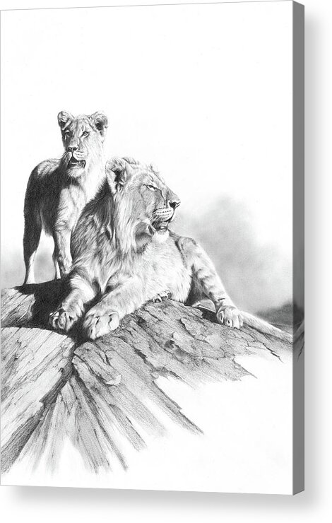 Lion Acrylic Print featuring the drawing Double Trouble by Peter Williams