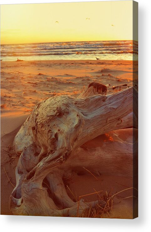 Sunset Acrylic Print featuring the photograph Driftwood at Sunset by Michelle Calkins