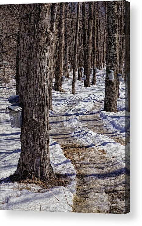 Maple Trees Acrylic Print featuring the photograph Dummerston Buckets by Tom Singleton
