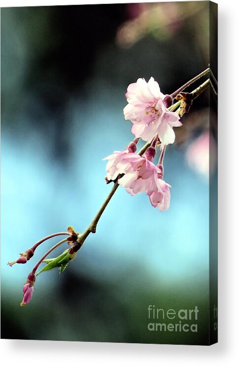 Weeping Cherry Blossoms Acrylic Print featuring the photograph Early Spring Weeping Cherry by Janice Drew