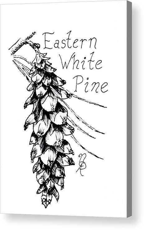 Pine Acrylic Print featuring the drawing Eastern White Pine cone on a branch by Nicole Angell