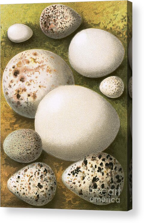 Egg. Eggs. Cluster Acrylic Print featuring the painting Eggs by English School