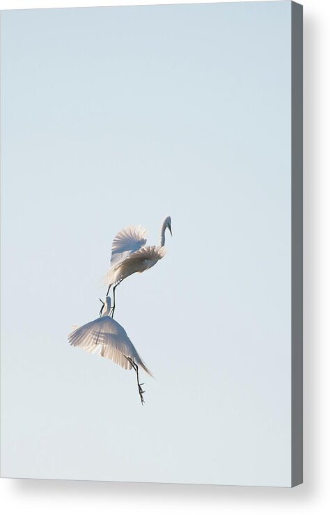 Wild Life Acrylic Print featuring the photograph Egret Dance 2 by Catherine Lau